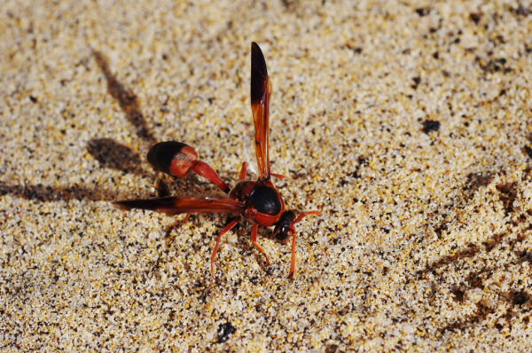 Skaliertes Bild Hymenoptera, Vespidae,_2011_02_05--11-37-16.jpg 