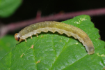 Vorschaubild Hymenoptera,  Tenthredinidae, Macrophya, Larve_2011_09_12--15-45-47.jpg 