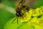 Vorschaubild Hymenoptera, Apidae, Andrena bicolor_2009_04_13--14-52-26.jpg 