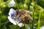 Vorschaubild Hymenoptera, Apidae, Apis mellifera, an Katzenauge_2017_03_25--16-20-03.jpg 
