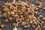 Vorschaubild Hymenoptera, Apidae, Apis mellifera, kleiner Schwarm auf dem Trottoir_2018_06_03--18-29-41.jpg 