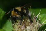Vorschaubild Hymenoptera, Apidae, Bombus terrestris, Erdhummel_2006_07_12--07-24-38.jpg 