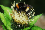 Vorschaubild Hymenoptera, Apidae, Bombus terrestris, Erdhummel_2007_09_09--12-58-12.jpg 