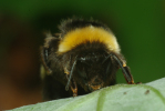 Vorschaubild Hymenoptera, Apidae, Bombus terrestris, Erdhummel_2010_06_06--09-36-57.jpg 