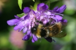 Vorschaubild Hymenoptera, Apidae, Megabombus hortorum, Gartenhummel_2006_07_29--15-01-32.jpg 