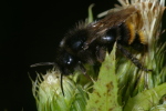 Vorschaubild Hymenoptera, Apidae, Megabombus humilis, Veraenderliche Hummel_2006_08_18--19-07-15.jpg 