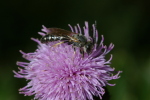 Vorschaubild Hymenoptera, Apidae,_2006_09_29--15-02-40.jpg 