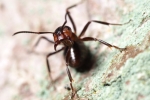 Vorschaubild Hymenoptera, Formicidae, Formica rufa, Rote Waldameise, Abwehrhaltung_2016_03_27--10-39-27.jpg 
