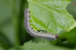 Vorschaubild Hymenoptera, Tenthredinidae, Macrophya alboannulata, Blattwespenlarve_2006_06_13--17-57-45.jpg 