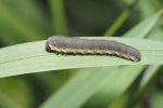Vorschaubild Hymenoptera, Tenthredinidae, Monostegia, Larve_2018_04_26--09-34-22.jpg 