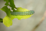 Vorschaubild Hymenoptera, Tenthredinidae, Periclista albida, Blattwespenlarve_2009_05_11--07-40-18.jpg 
