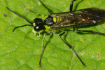 Vorschaubild Hymenoptera, Tenthredinidae, Tenthredo mesomela, Gruenschwarze Blattwespe_2006_06_23--11-25-26.jpg 