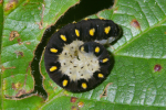 Vorschaubild Hymenoptera, Tentredinidae, Tenthredo mandibularis, Blattwespenlarve_2005_09_01--17-02-34.jpg 