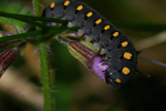 Vorschaubild Hymenoptera, Tentredinidae, Tenthredo marginella, Blattwespenlarve_2005_10_13--16-57-08.jpg 