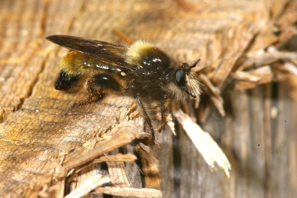 Skaliertes Bild Diptera, Asilidae, Laphria flava, Raubfliege_2007_04_20--11-36-18.jpg 