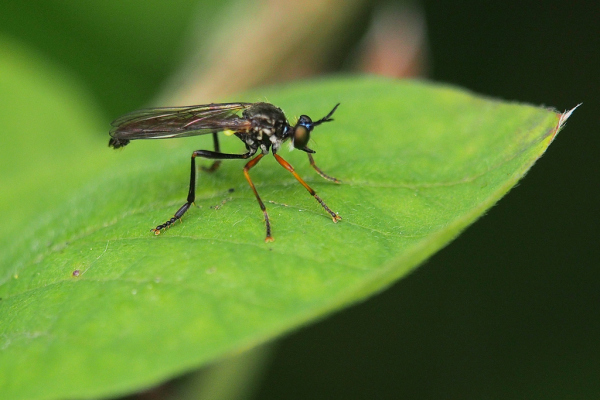 Skaliertes Bild Diptera, Asilidae,_2019_05_19--14-12-42.jpg 