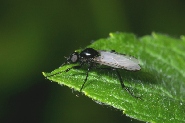 Skaliertes Bild Diptera, Bibionidae, Bibio_2005_05_28--08-58-41.jpg 