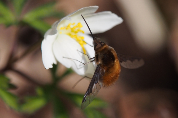 Skaliertes Bild Diptera, Bombyliidae, Bombylius major, Grosser Wollschweber_2020_03_17--14-46-12.jpg 