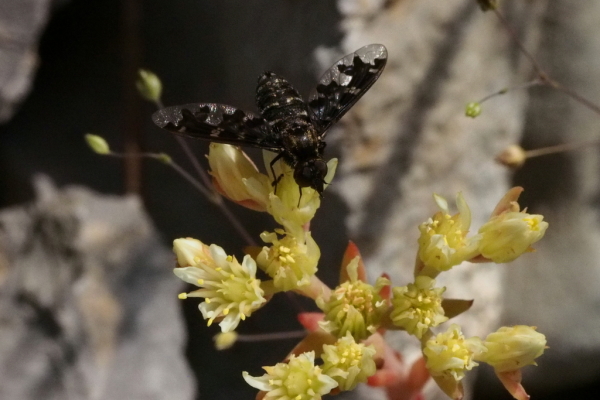 Skaliertes Bild Diptera, Bombyllidae,_2016_06_08--09-47-37.jpg 