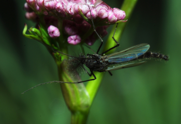 Skaliertes Bild Diptera, Chironomidae,_2013_07_26--06-40-54.jpg 