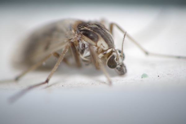 Skaliertes Bild Diptera, Chironomidae,_2014_07_07--11-56-38.jpg 