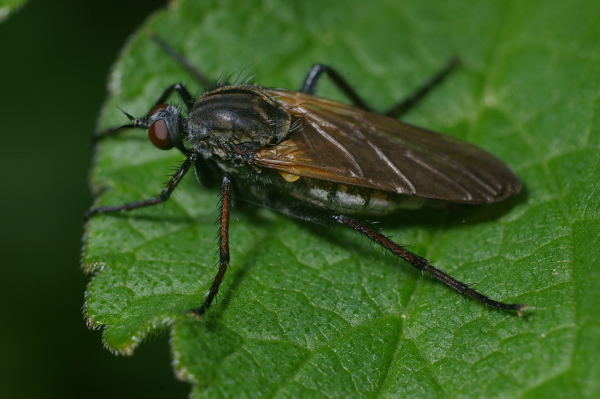 Skaliertes Bild Diptera, Empididae, Empis tesselata, Grosse Tanzfliege_2006_05_29--10-31-43.jpg 