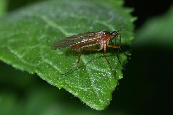 Skaliertes Bild Diptera, Empididae,_2006_06_03--08-21-37.jpg 