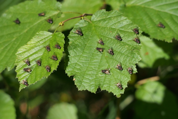 Skaliertes Bild Diptera, Fliegen sonnen sich_2015_08_09--08-54-45.jpg 