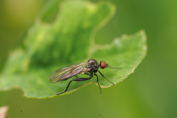 Skaliertes Bild Diptera, Hybotidae_2017_09_19--11-40-26.jpg 