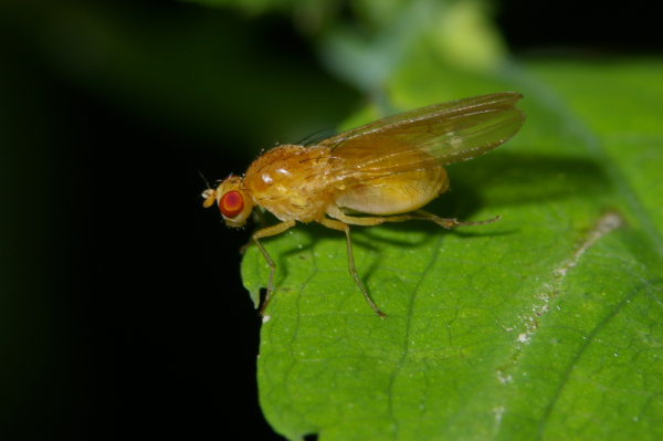Skaliertes Bild Diptera, Lauxaniidae,_2005_08_26--08-56-15.jpg 