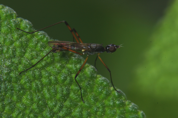 Skaliertes Bild Diptera, Micropezidae, Micropeza_2008_06_14--11-18-26.jpg 