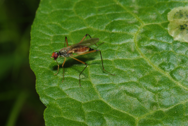 Skaliertes Bild Diptera, Micropezidae, Neria cibaria_2009_05_24--11-47-07.jpg 