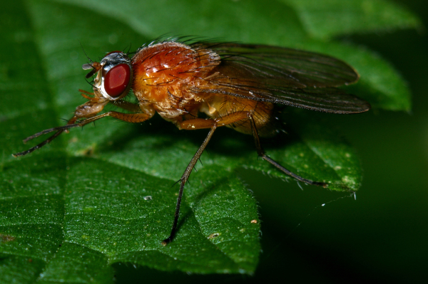 Skaliertes Bild Diptera, Muscidae, Thricops_2005_10_13--16-44-23.jpg 