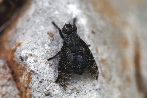 Skaliertes Bild Diptera, Platystomatidae_2016_06_08--09-32-48.jpg 
