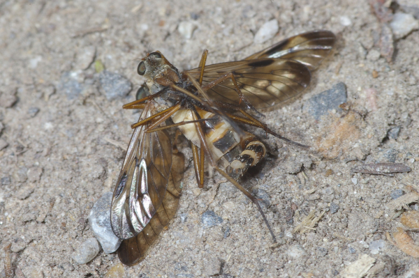 Skaliertes Bild Diptera, Rhagionidae, Rhagio scolopaceus, Schnepfenfliege, Paarung_2008_05_23--13-15-53.jpg 