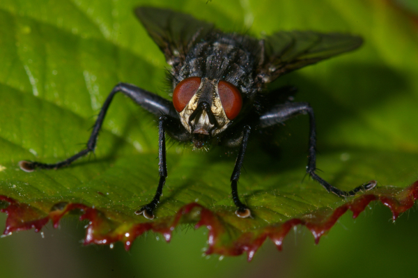 Skaliertes Bild Diptera, Sarcophagidae,_2005_06_18--09-56-50.jpg 