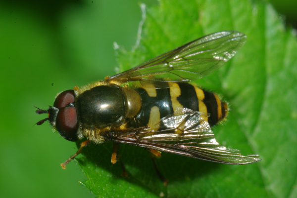 Skaliertes Bild Diptera, Syrphidae, Didea fasciata_2010_06_04--13-44-16.jpg 