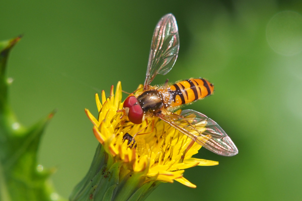 Skaliertes Bild Diptera, Syrphidae, Episyrphus balteatus_2020_06_15--10-21-54.jpg 