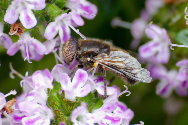 Skaliertes Bild Diptera, Syrphidae, Eristalinus sepulchralis_2019_04_22--16-16-28.jpg 