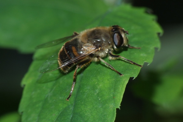 Skaliertes Bild Diptera, Syrphidae, Eristalis tenax, Mistbiene_2007_09_09--12-12-17.jpg 