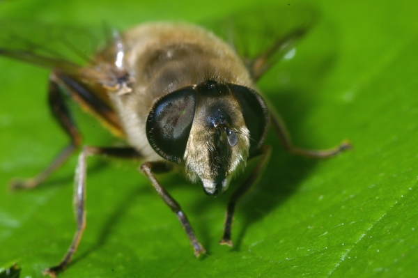 Skaliertes Bild Diptera, Syrphidae, Eristalis, Portraet_2006_07_29--14-13-49.jpg 