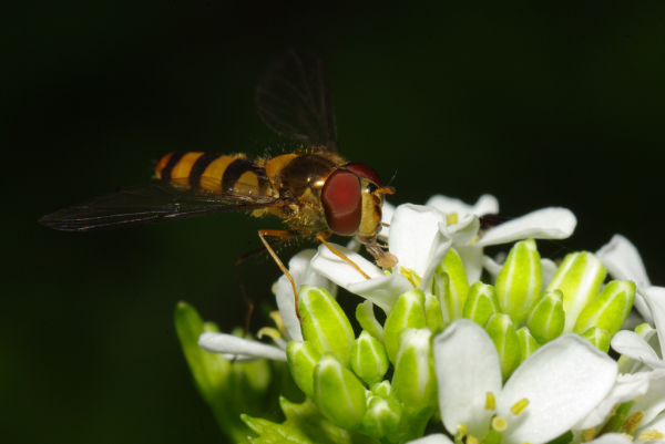Skaliertes Bild Diptera, Syrphidae, Eupeodes corollae_2010_05_08--13-10-51.jpg 