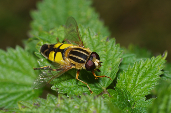 Skaliertes Bild Diptera, Syrphidae, Helophilus pendulus, Sumpf-Schwebfliege_2011_09_24--13-12-49.jpg 