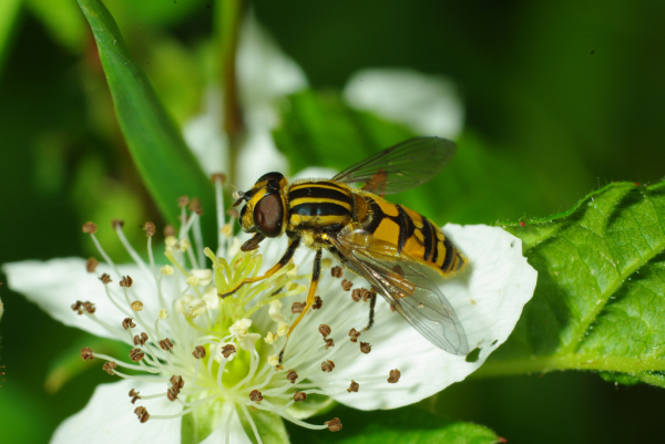 Skaliertes Bild Diptera, Syrphidae, Helophilus pendulus_2009_09_07--11-30-40.jpg 