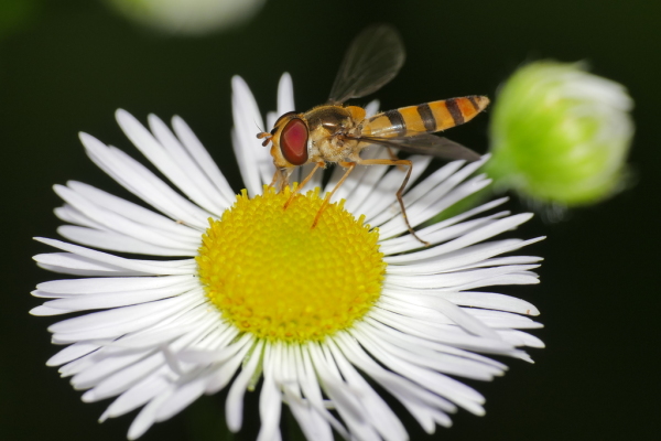 Skaliertes Bild Diptera, Syrphidae, Meliscaeva cinctella_2020_07_03--16-42-49.jpg 