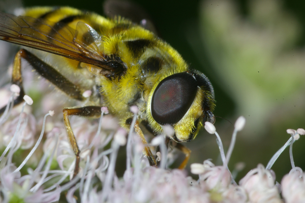 Skaliertes Bild Diptera, Syrphidae, Myathropa florea_2008_08_17--12-53-08.jpg 