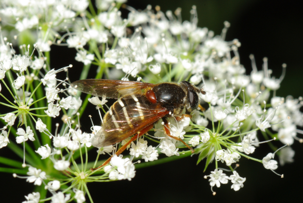 Skaliertes Bild Diptera, Syrphidae, Sericomyia lappona_2010_06_04--13-39-14.jpg 