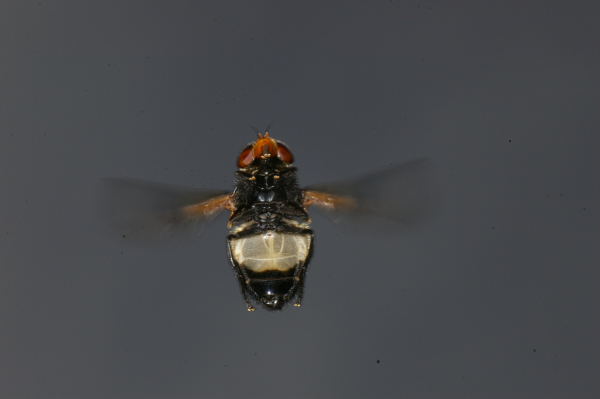 Skaliertes Bild Diptera, Syrphidae, Volucella pellucens, Waldschwebfliege, im Flug_2008_06_24--07-48-49.jpg 