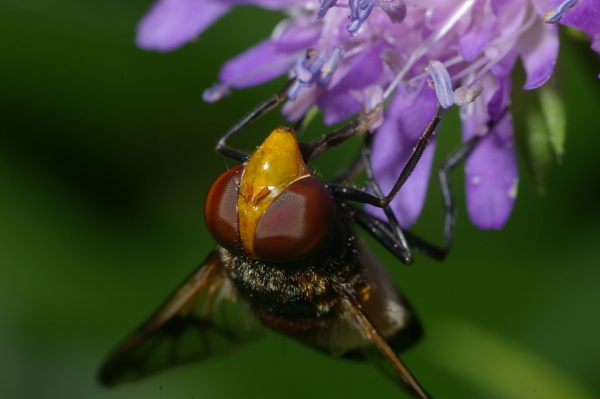 Skaliertes Bild Diptera, Syrphidae, Volucella pellucens, Waldschwebfliege_2006_07_29--15-00-37.jpg 