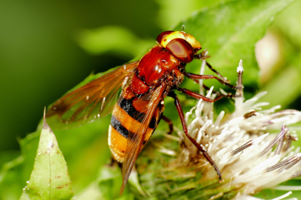 Skaliertes Bild Diptera, Syrphidae, Volucella zonaria_2019_08_21--10-50-40.jpg 